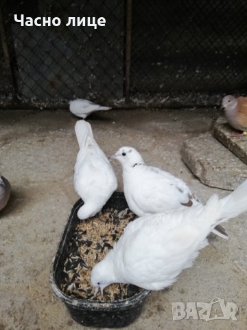 Смеещисе гугутки, снимка 4 - други­ - 19713401