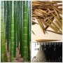 100 броя бамбукови семена от Декоративен бамбук Moso Bamboo лилав зелен цветен , снимка 13