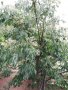 Семена и фиданки от корейска медоносна Еводиа Еводия Даниели, Дърво на пчеларя 15 лв. за 400 броя, снимка 17