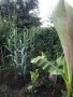 Гигантска тръстика, Arundo donax, декоративни, бързорастящи,жив плет, снимка 4