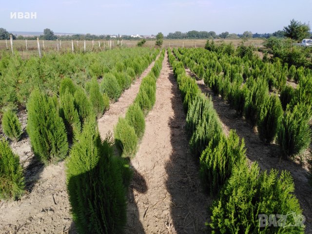 Източна туя Пролетна промоция, снимка 2 - Градински цветя и растения - 10099584