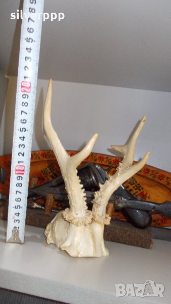  сръндаково трофейче  - 7, снимка 1