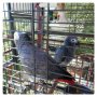 Харнес -нагръдник за папагал с повод