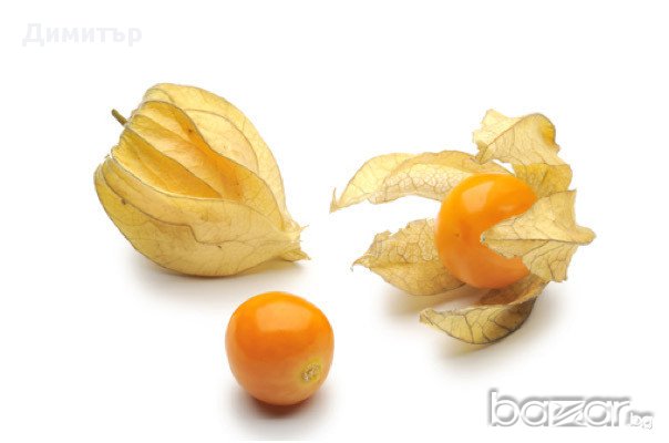 Екзотични растения / семена (доставка за цялата страна), снимка 1