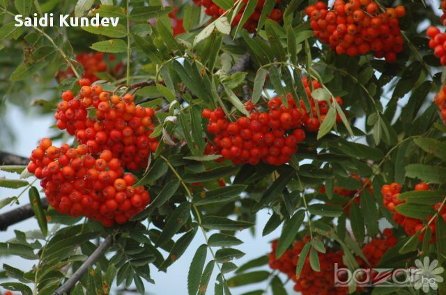 Офика (sorbus aucuparia), снимка 2 - Градински цветя и растения - 11552661