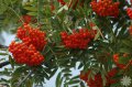 Офика (sorbus aucuparia), снимка 2