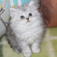 Сребърна чинчила  /  Persian cat, снимка 5 - Персийска - 18951274