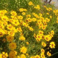 продавам цветя Кореопсис - разсад за пролетно засаждане, снимка 6 - Сортови семена и луковици - 23501775