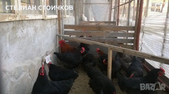 Кокошки и  яйца за люпене от черен-мед маран, снимка 7 - други­ - 14259335