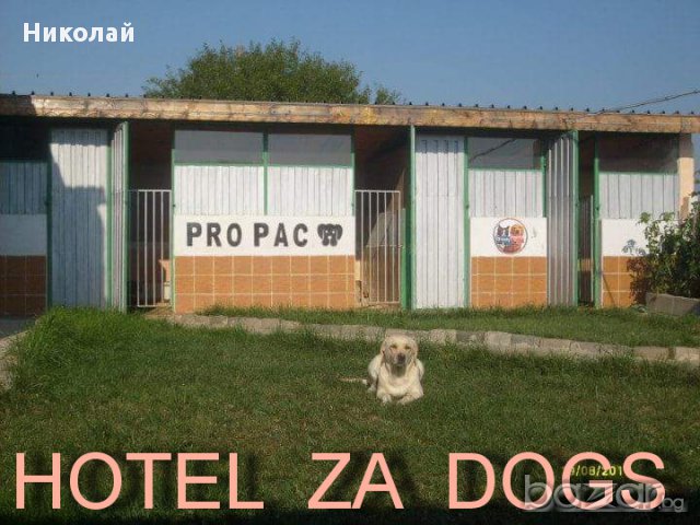 Хотел за кучета и Развъдник за Лабрадори, снимка 1 - Ветеринари и услуги - 15194980
