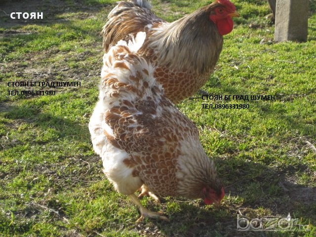 ПРОДАВАМ ЯЙЦА ЗА ЛЮПЕНЕ И ПИЛЕТА ОТ ЕЛИТЕН ГОЛЯМ ВИАНДОТ-СПЛАШ, снимка 2 - Кокошки и пуйки - 20889880