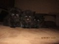 Малки персийски котенца, снимка 10