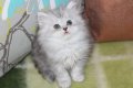 Сребърна чинчила  /  Persian cat, снимка 5