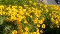 продавам цветя Кореопсис - разсад за пролетно засаждане, снимка 6