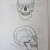 1971г. Медицинска Книга Анатомичен Атлас Том1-ви, снимка 9 - Други - 25936774