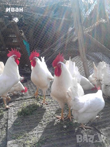 разплодни яйца от легхорн, снимка 2 - други­ - 16386746