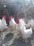 разплодни яйца от легхорн, снимка 2