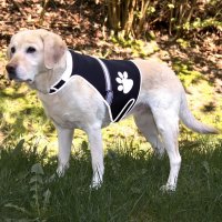 Светеща неопренова жилетка за кучета размер М от Trixie, снимка 2 - За кучета - 23470278