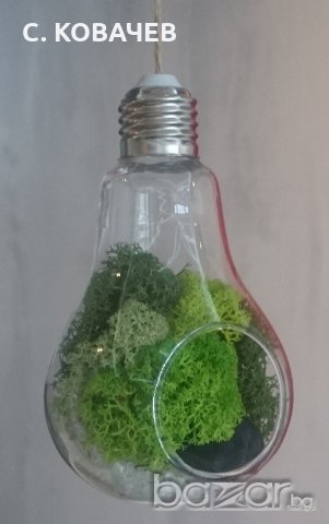 Уникална, модерна, стъклена арт декорация тип крушка от естествен мъх, снимка 2 - Декорация за дома - 18388892