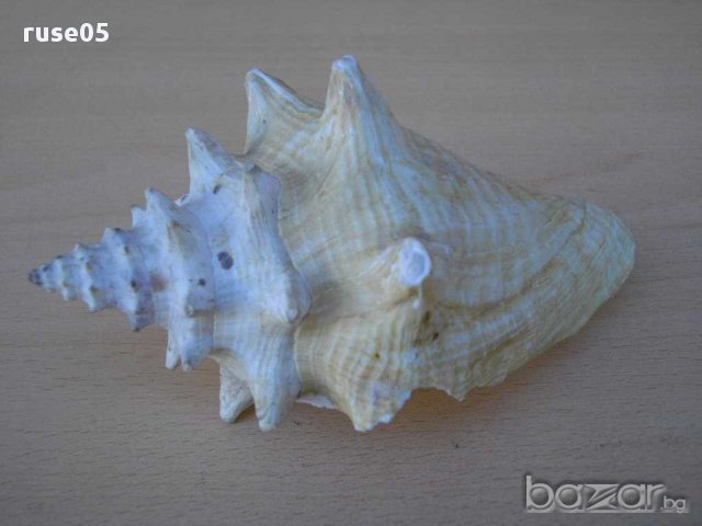 Раковина - 6