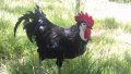 Sergiev Farm продава пилета и яйца от различни видове кокошки, снимка 7