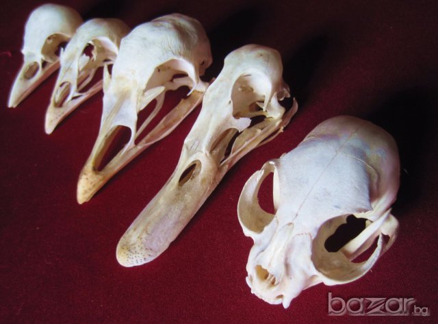 Учебно помагало по зоология, колекция от черепи, сбирка гръбначни животни , снимка 6 - Антикварни и старинни предмети - 14074952