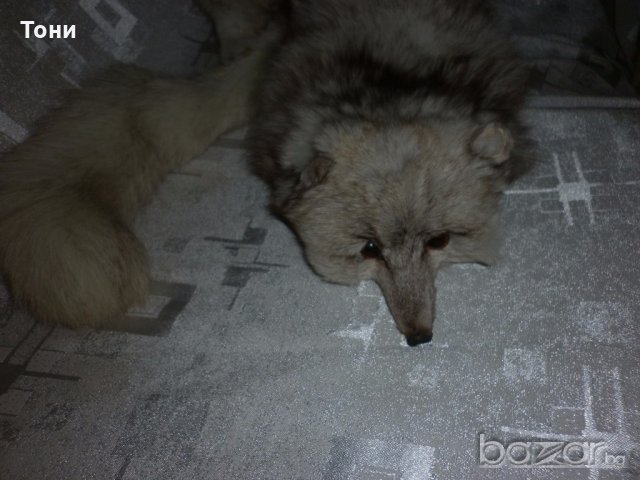  Шал яка от полярна бяла лисица , снимка 11 - Шапки - 19116831