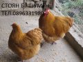 ПРОДАВАМ ЯЙЦА ЗА ЛЮПЕНЕ И ПИЛЕТА ОТ ЕЛИТЕН ЖЪЛТ ОРПИНГТОН, снимка 4