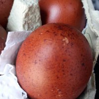 Кокошки и яйца за люпене от маран черно сребро, снимка 9 - други­ - 23773899