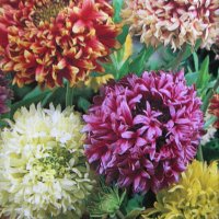 Продавам цветя Гайлардия - разсад (корен с издънки и стъбло), снимка 8 - Градински цветя и растения - 26029276