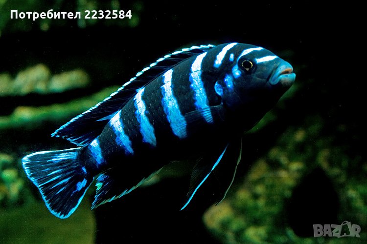 Рибки Африкански цихлиди!, снимка 1