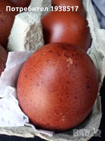 Кокошки и яйца за люпене от маран черно сребро, снимка 9 - други­ - 23773899