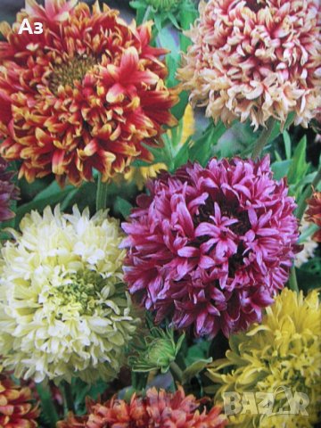 Продавам цветя Гайлардия - разсад (корен с издънки и стъбло), снимка 8 - Градински цветя и растения - 26029276