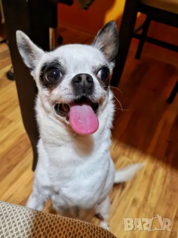 Чихуахуа чистопороден мъжкар за разплод, снимка 2 - Чихуахуа - 20790772