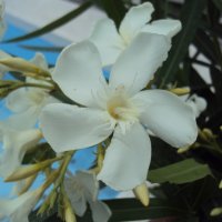 Зокум - различни цветове и размери, снимка 2 - Градински цветя и растения - 10969183