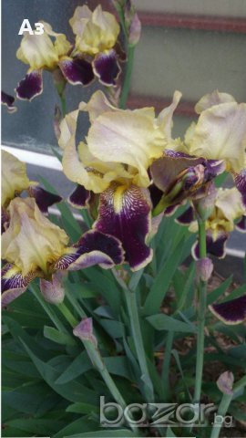 продавам луковици на цветя Ирис - 10 вида български редки сортове, снимка 9 - Сортови семена и луковици - 18321374
