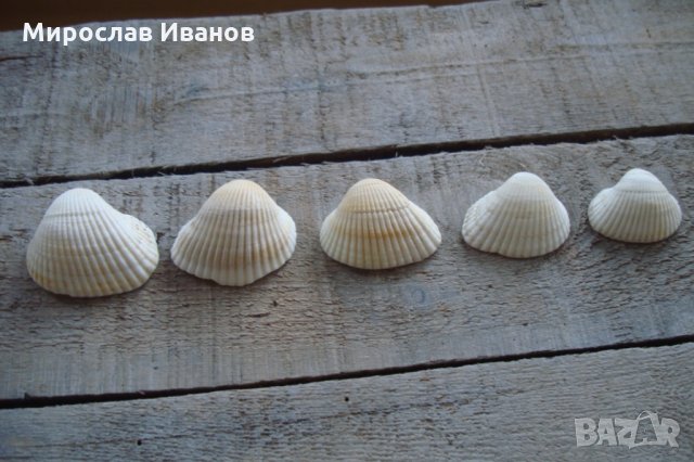 бели миди от остров Наксос, снимка 3 - Декорация за дома - 22883420