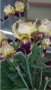 продавам луковици на цветя Ирис - редки сортове, снимка 10
