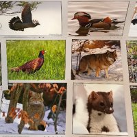 Фотоси художествена фотография - диви животни (2-ра група), снимка 1 - Колекции - 25058774