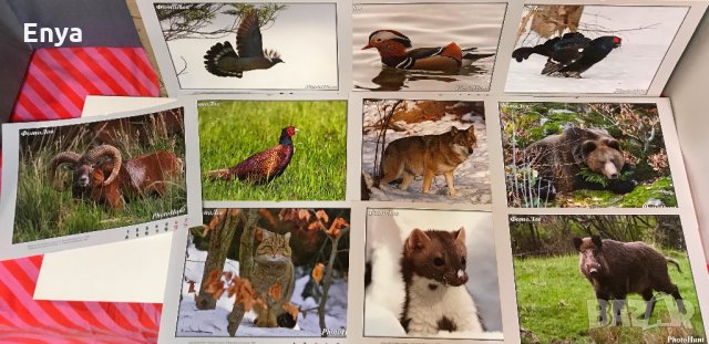 Фотоси художествена фотография - диви животни (2-ра група)