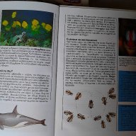 Детски енциклопедии, снимка 10 - Енциклопедии, справочници - 11353903