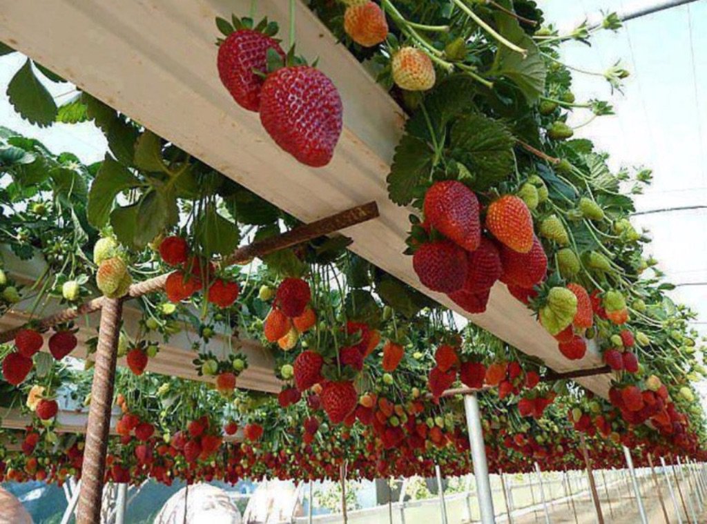 Висящи целогодишни ягоди в Градински цветя и растения в гр. Ямбол -  ID18328178 — Bazar.bg