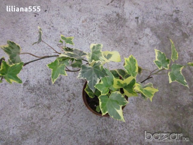 Бръшля̀н- за озеленяване стени,телени мрежи,  тераси и др, снимка 14 - Градински цветя и растения - 10636384