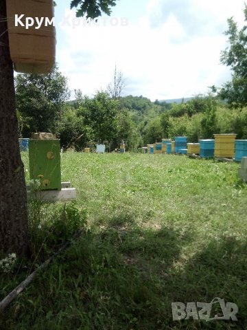 Български пчелен мед Акация 2022; Акациев мед, снимка 2 - Пчелни продукти - 21866590