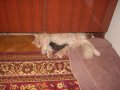 Персийски котенца , малки пухове , снимка 7