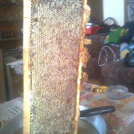 100% натурален пчелен мед , и нищо друго !!, снимка 3 - Пчелни продукти - 4940188