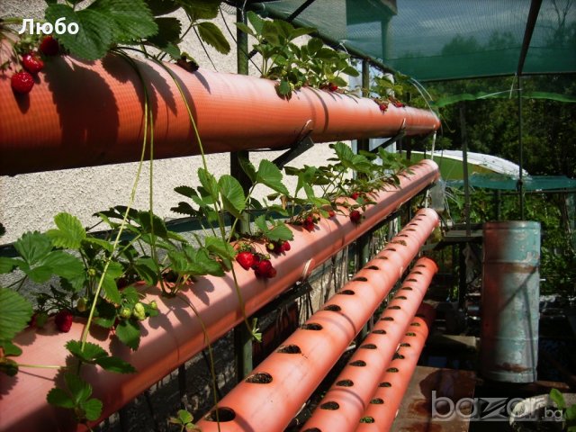 Разсад целогодишни ягоди.  с голям корен, зимоустойчиви.Плододават  до късна есен.