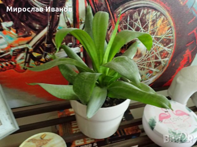 керамична саксия с цвете , снимка 2 - Градински цветя и растения - 24893183