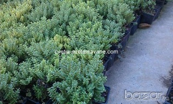 Хебе сребристо