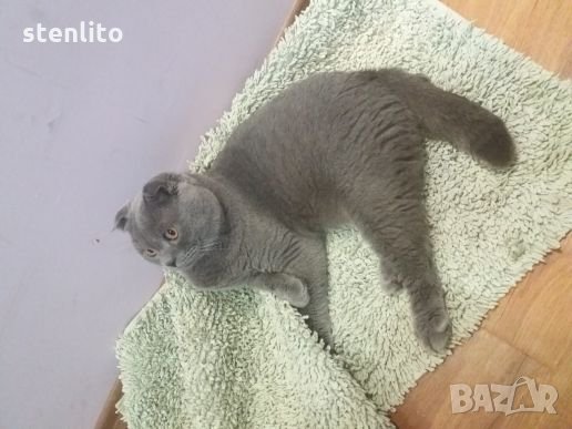 Шотландски клепоух търси приятелка, снимка 4 - Търси партньор - 23270142